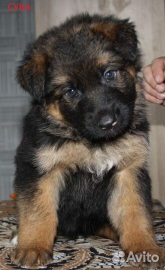 Немецкая овчарка вязка