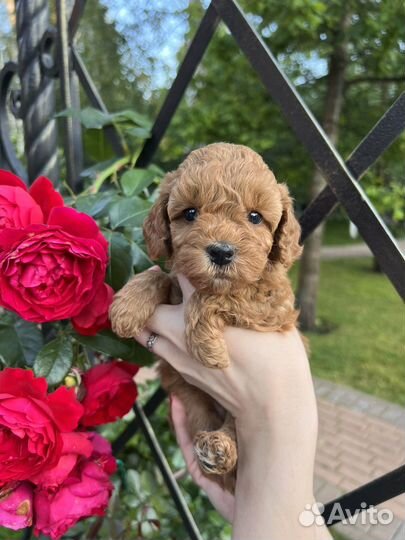 Той-пудель ред браун РКФ девочка