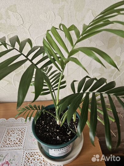 Пальма хамедорея