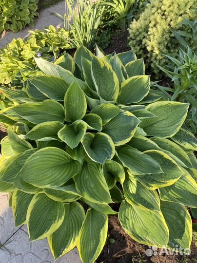 Хоста растение