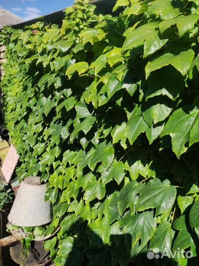 Вичи лиана держится на своих присосках (липучки )