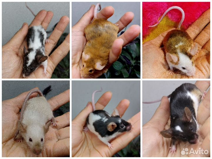 Сатиновые мыши Рекс Тан Тигр розетка сфинкс