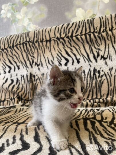 Котенок девочка бесплатно