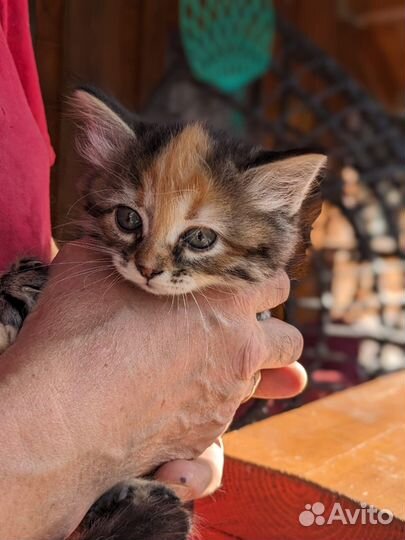 Котята сибирской кошки