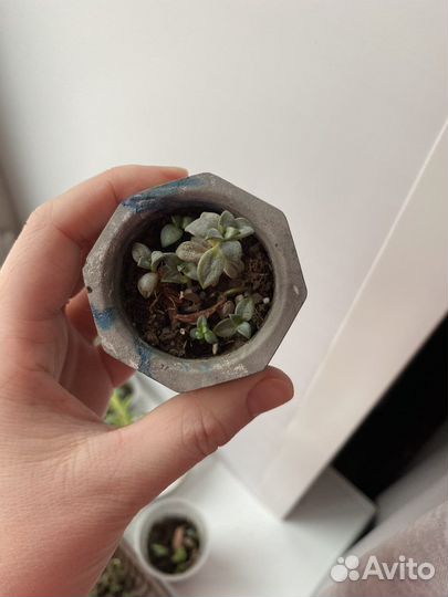 Суккуленты