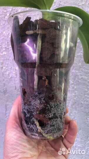 Орхидея Sogo lawrence, ароматная