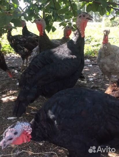 Индюшки индейка