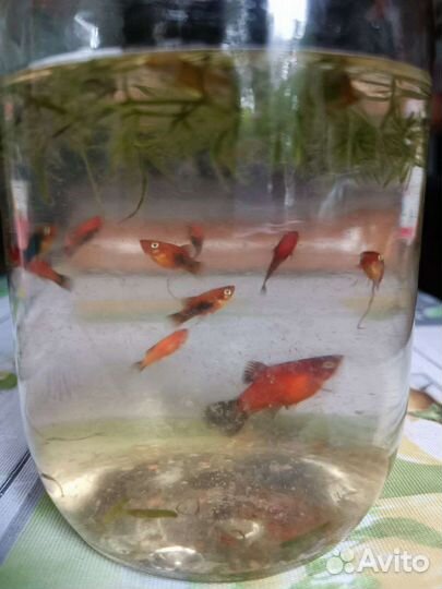 Аквариумные рыбки