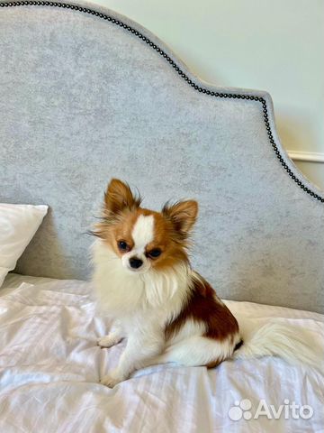 Чихуахуа мини вязка