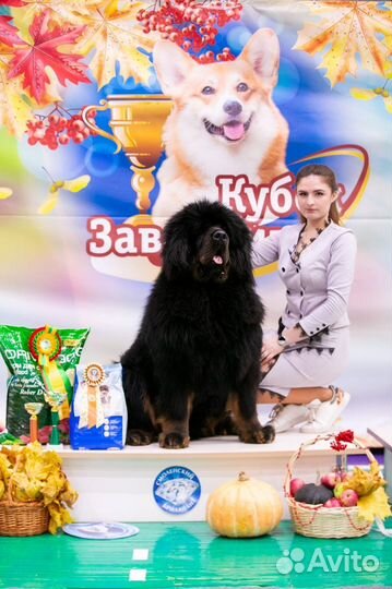 Тибетский мастиф вязка