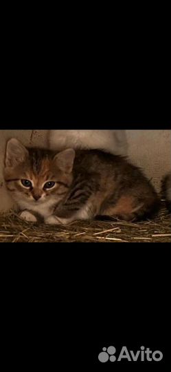 Отдам котят
