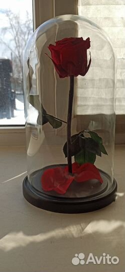 Вечная роза в колбе