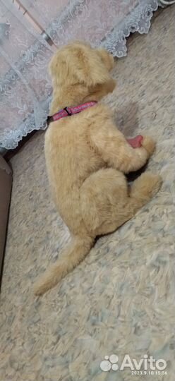 Интерактивная собака