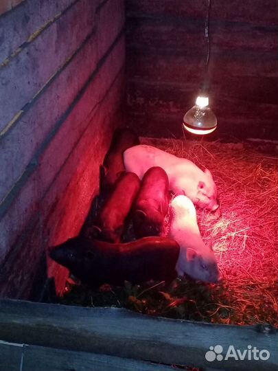 Вьетнамские поросята