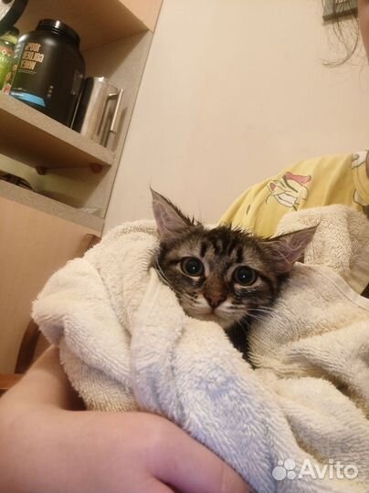 Котёнок девочка Маня