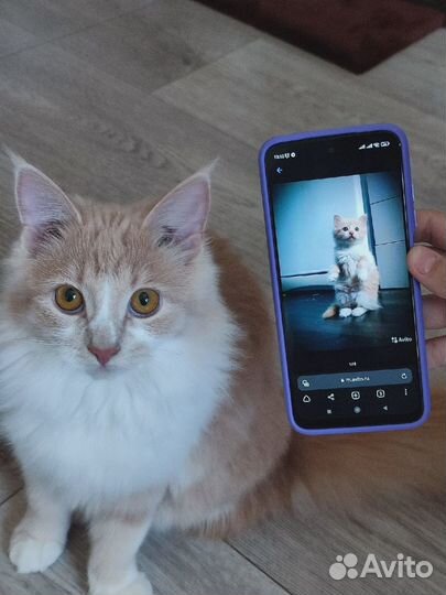 Отдаю кошечку