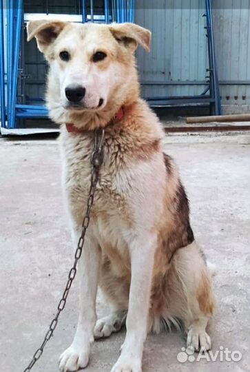 Кобель в добрые руки