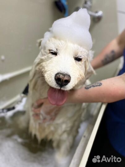 Проф груминг для питомца