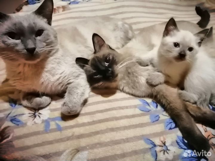 Тайчики. Готовы к переезду