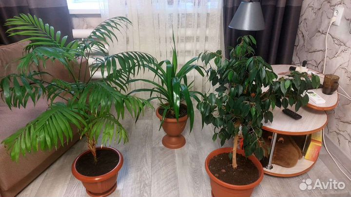 Комнатные цветы