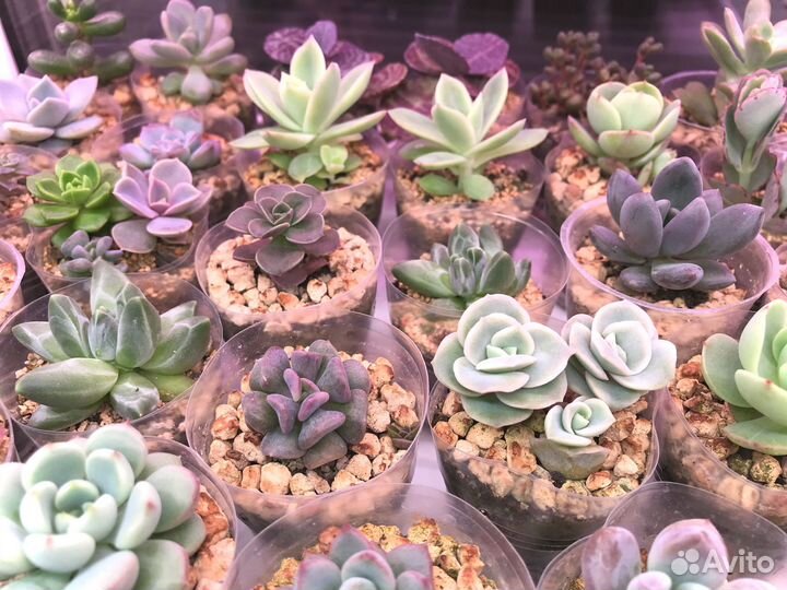Суккуленты разные 32 вида