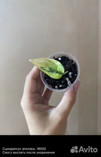 Сциндапсусы, эпипремнумы, монстеры