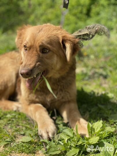 Стерилизованная собака