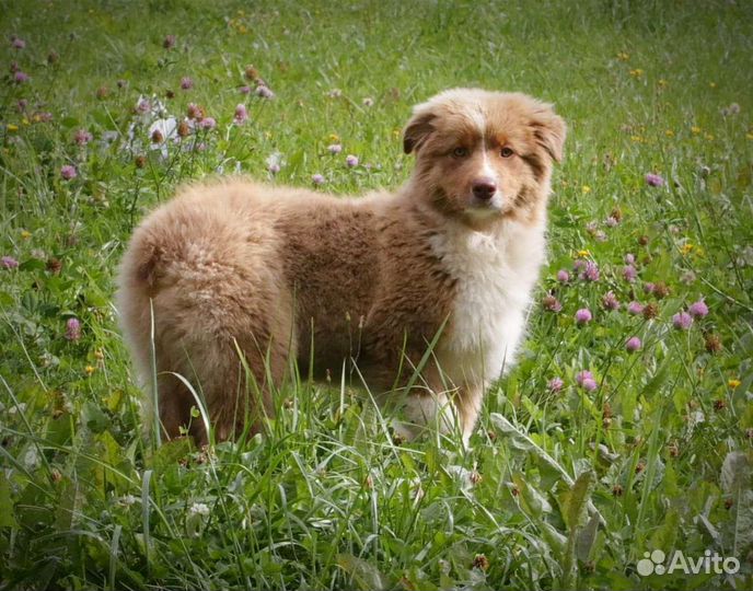 Аусси с метрикой