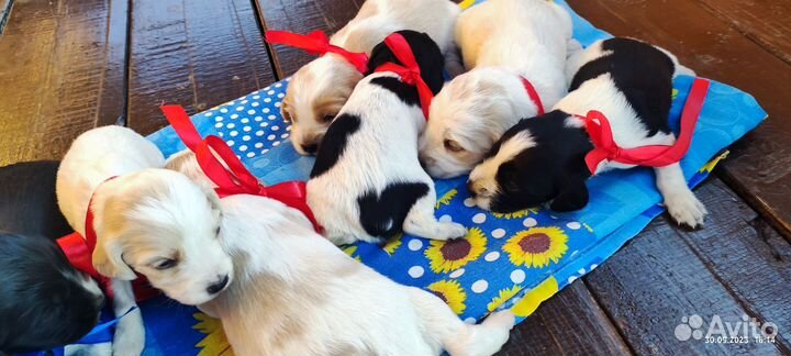 Щенки русского охотничьего спаниеля