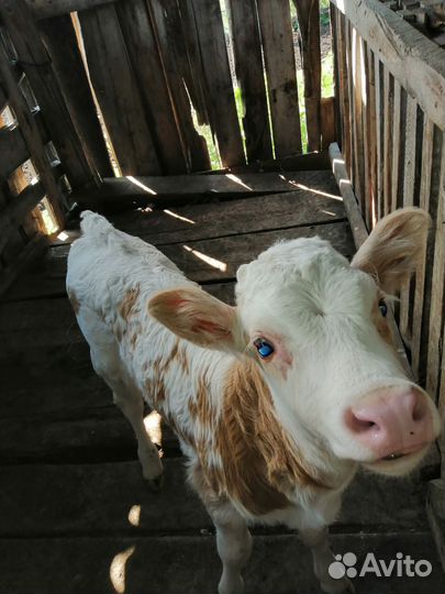 Телята молочные