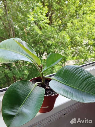 Комнатные цветы