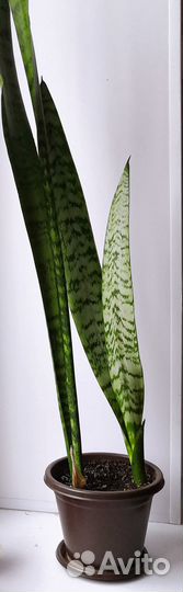 Комнатные растения