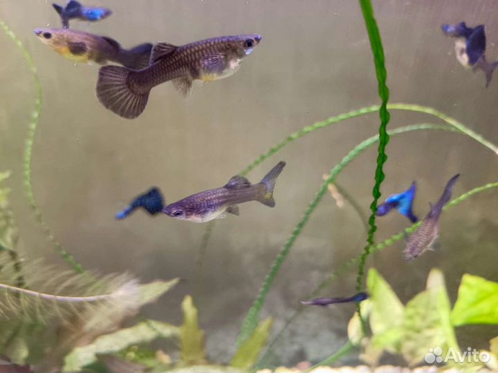 Гуппи московские синие-зеленые. Чистая линия