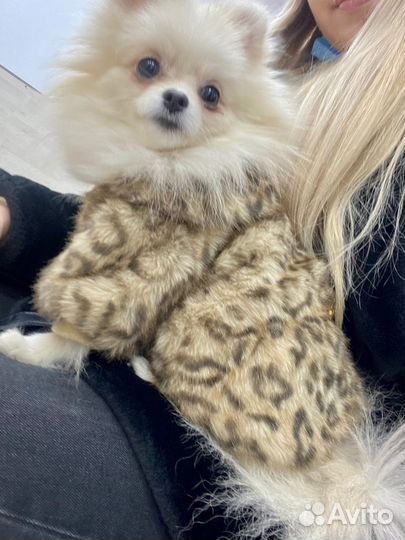 Шубка на собачку