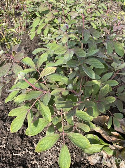 Пионы ранние, кавказкие, древовидные и др