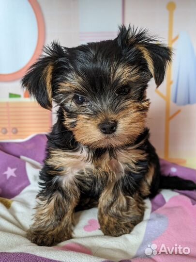 Щенок мальчик 2 мес хороший Йоркширский терьер