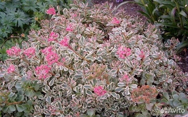 Саженцы для сада