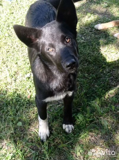 Щенок дворняжка в добрые руки