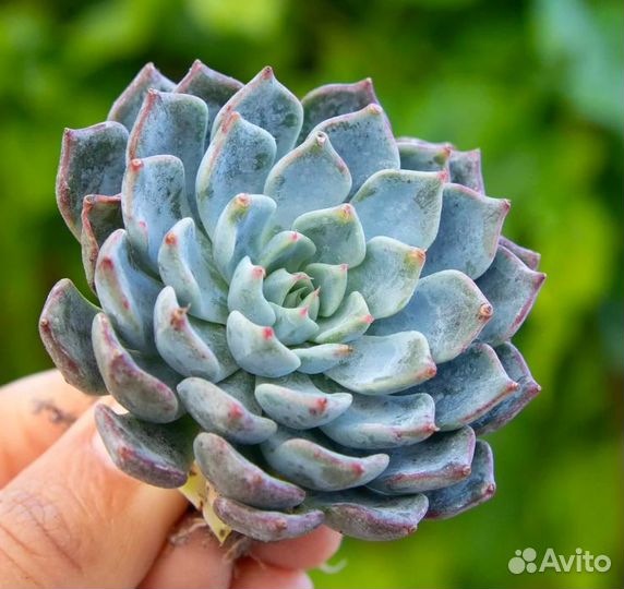 Эхеверия Деренберга (Echeveria derenbergii) D5см
