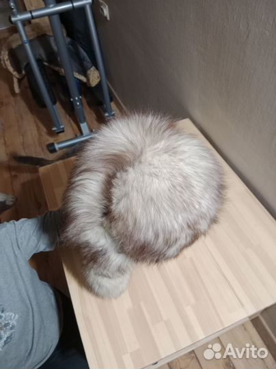 Шапочка зимняя песец