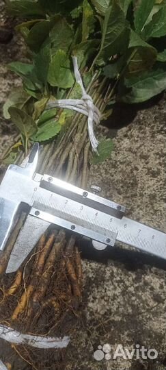 Подвой Яблони скс