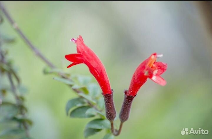 Эсхинантус