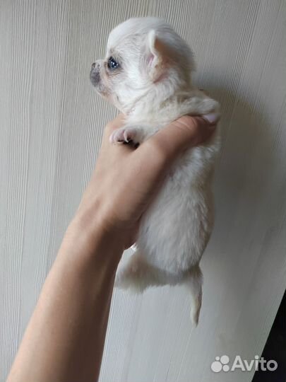 Чихуахуа микро девочка и мини мальчик