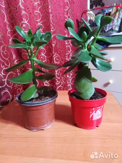Толстянка. Денежное дерево. мощный и красивый цвет