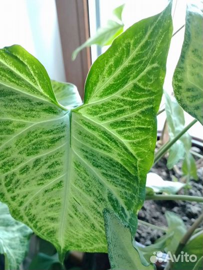 Оксалис, сингониум, традескпнция и др