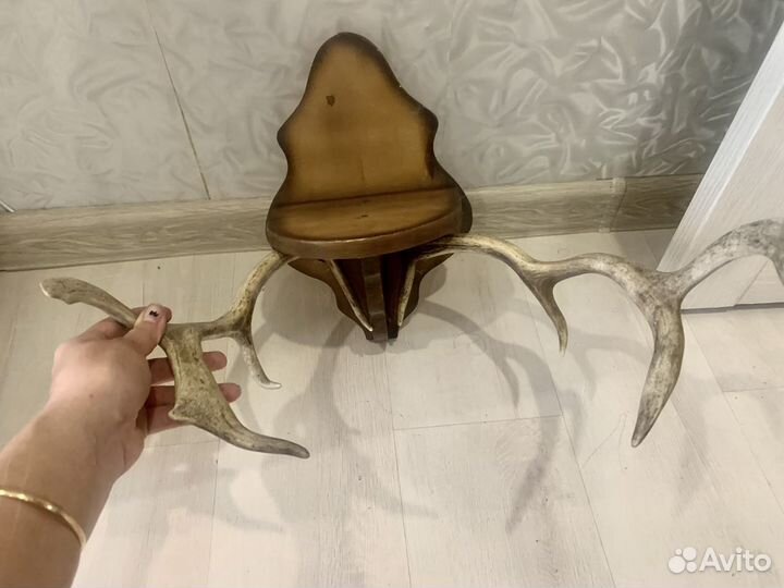 Оленьи рога на креплении