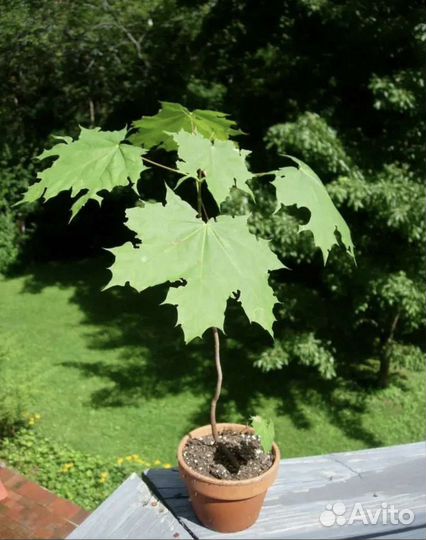 Саженцы Сосны, Лиственицы,Березы, Клена, Рябины