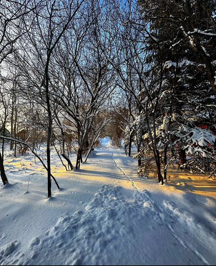 Участок 8 сот. (ИЖС)