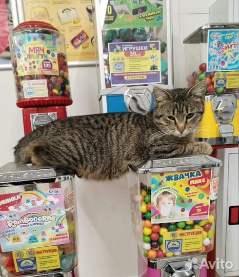 Кот Барсик ищет дом