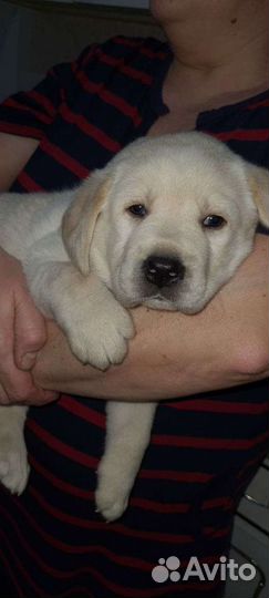 Щенки лабрадора
